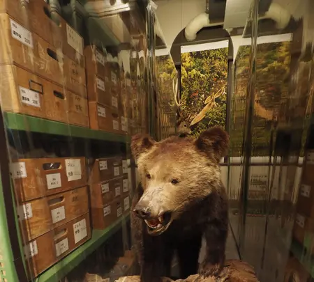 北海道大学総合博物館の写真・動画_image_545958