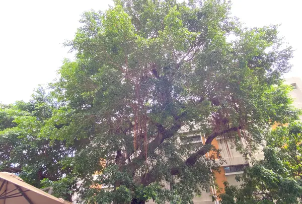 Grand Banyan Hotelの写真・動画_image_546078