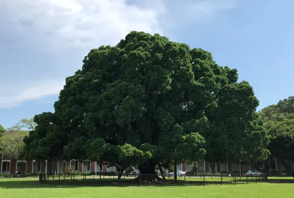 ガジュマルガーデンの写真・動画_image_546113