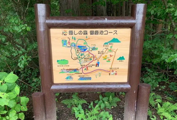 信州信濃町 癒しの森の写真・動画_image_547416