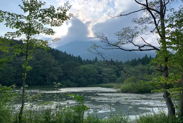 信州信濃町 癒しの森の写真・動画_image_547417