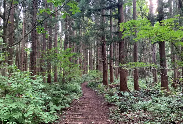 信州信濃町 癒しの森の写真・動画_image_547418