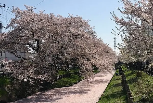 川越氷川神社の写真・動画_image_547804