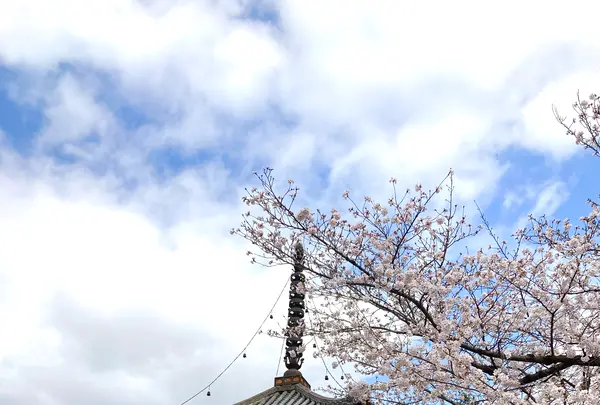 川越大師 喜多院の写真・動画_image_547867