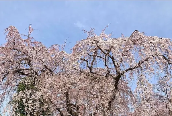 中院の写真・動画_image_547877