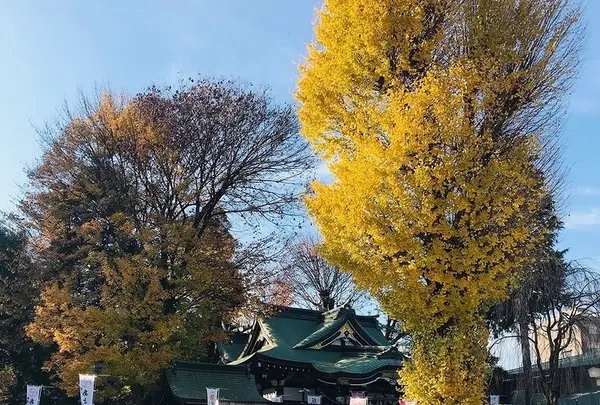 川越八幡宮の写真・動画_image_547886