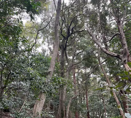 伯耆國一之宮 倭文神社の写真・動画_image_549590
