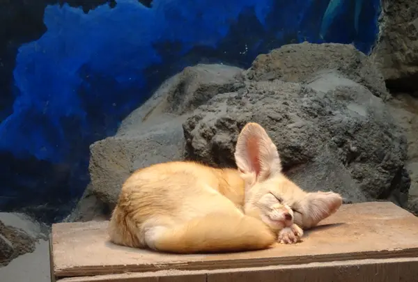 伊豆シャボテン動物公園の写真・動画_image_550697