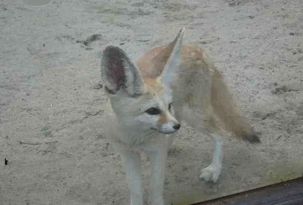 伊豆シャボテン動物公園の写真・動画_image_550698