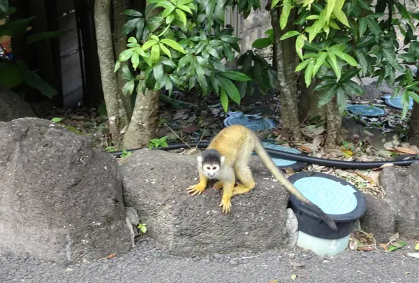 伊豆シャボテン動物公園の写真・動画_image_550699