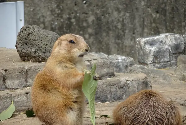 伊豆シャボテン動物公園の写真・動画_image_550700