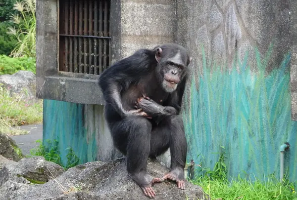伊豆シャボテン動物公園の写真・動画_image_550702