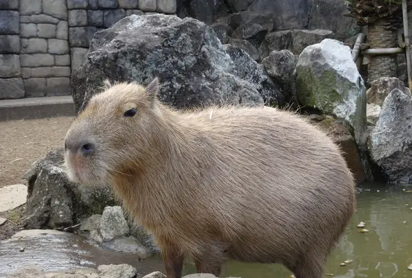 伊豆シャボテン動物公園の写真・動画_image_550703