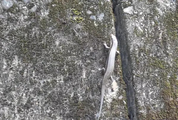 🦎