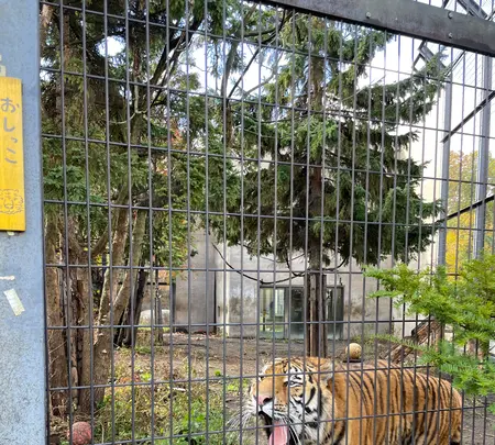 旭川市 旭山動物園の写真・動画_image_556415