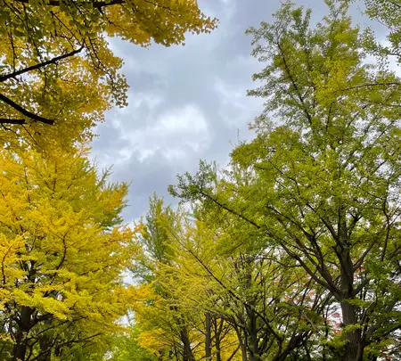 北海道大学の写真・動画_image_556420