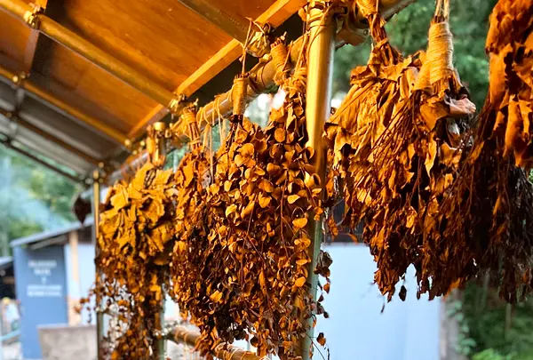 The Saunaの写真・動画_image_556557