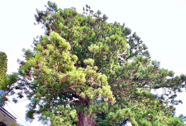 戸隠神社中社の写真・動画_image_556696