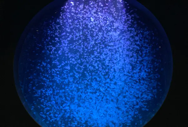 鶴岡市立加茂水族館（クラゲドリーム館）の写真・動画_image_557007