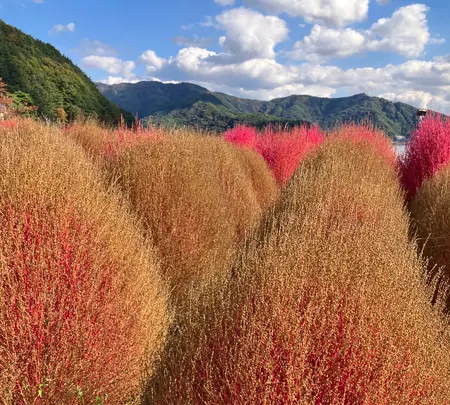 大石公園の写真・動画_image_560375