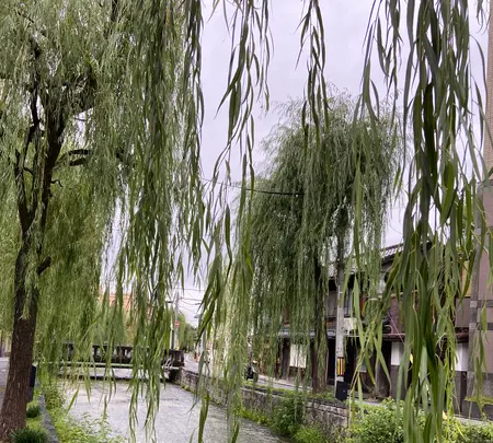 祇園白川の写真・動画_image_560395