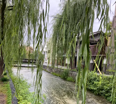 祇園白川の写真・動画_image_560397