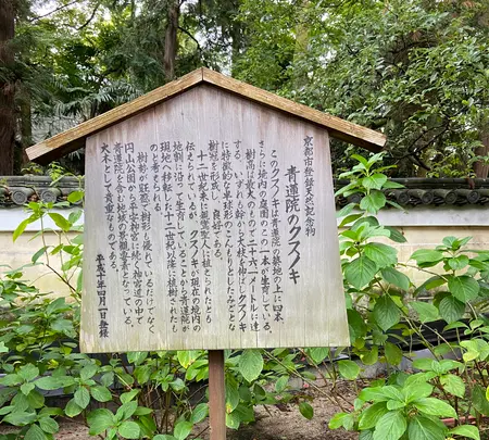 青蓮院の写真・動画_image_560414