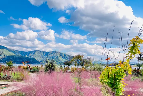 大石公園の写真・動画_image_560420