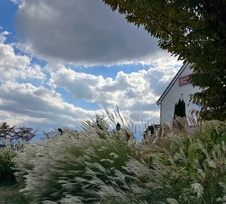 富士大石ハナテラスの写真・動画_image_560422