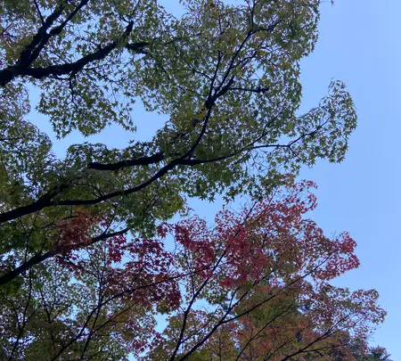 清水寺の写真・動画_image_560428