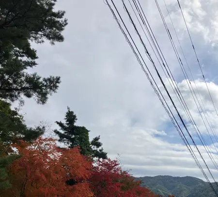 もみじ回廊の写真・動画_image_560450