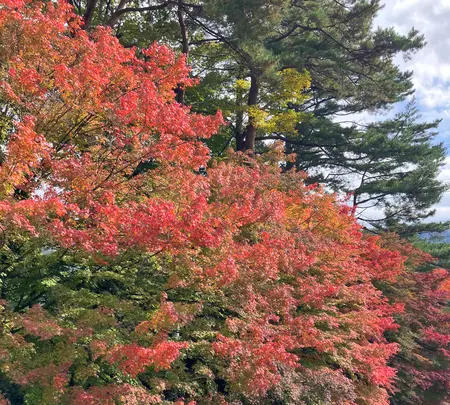 もみじ回廊の写真・動画_image_560452