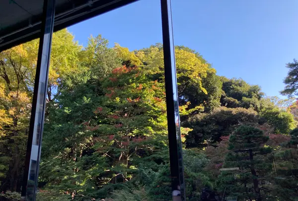 バンブーの写真・動画_image_560579