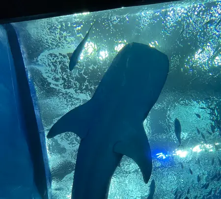 沖縄美ら海水族館の写真・動画_image_560825