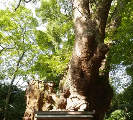 来宮神社 鳥居の写真・動画_image_561156
