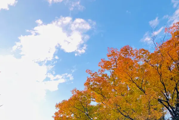秩父神社の写真・動画_image_561186