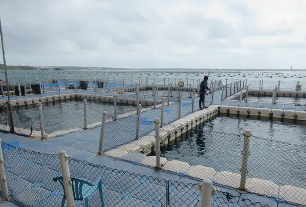 海上皇宮海洋牧場の写真・動画_image_561408