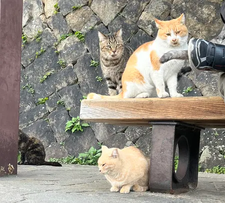 猫の細道の写真・動画_image_561990