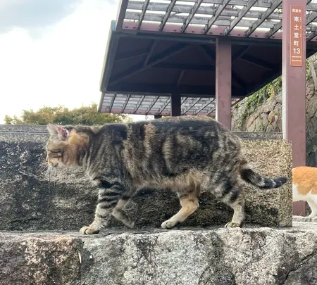 猫の細道の写真・動画_image_561993