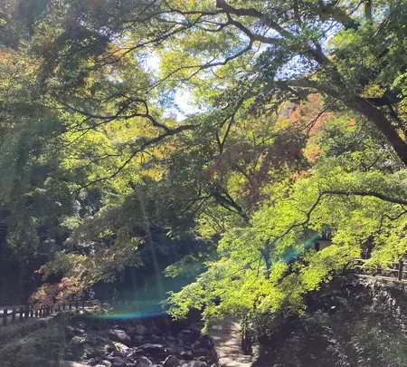 箕面大滝の写真・動画_image_562052