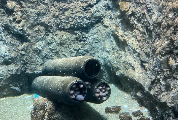 仙台うみの杜水族館の写真・動画_image_562134