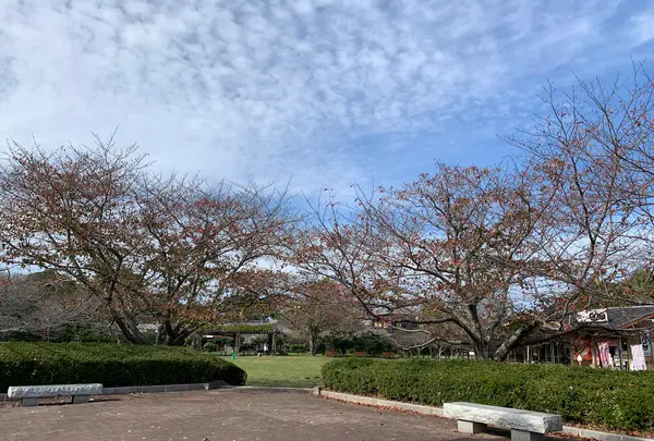 城山公園の写真・動画_image_562770