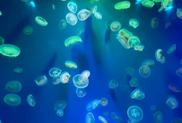 のとじま水族館　の写真・動画_image_563323