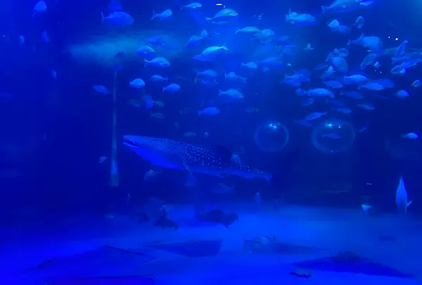 のとじま水族館　の写真・動画_image_563324