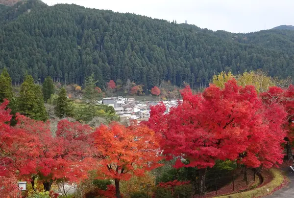 郡上八幡ホテル積翠園の写真・動画_image_564461
