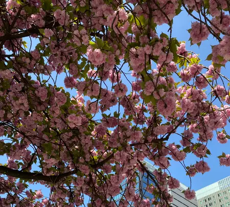 久屋大通公園（Hisaya-odori Park）の写真・動画_image_564468