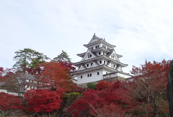 郡上八幡城の写真・動画_image_564749