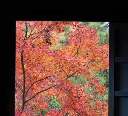 郡上八幡城の写真・動画_image_564751