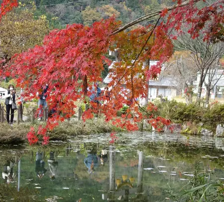 モネの池（名もなき池）の写真・動画_image_564767