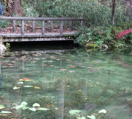 モネの池（名もなき池）の写真・動画_image_564769